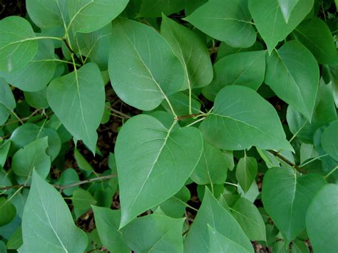 We have received a lot of questions from all of you about this topic, so here are some reasons why your plant leaves are getting sad! Syringa vulgaris - Common Lilac leaves | The wood of lilac ...