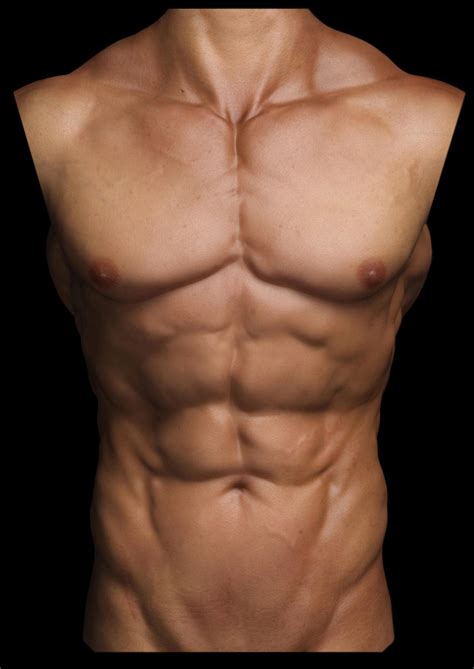 The rectus abdominis is absolutely essential for. The Human Skin