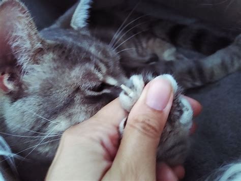 Time to trim a cat's nails. Cat's Nail Split? (Maybe While You Were Trimming?) Here's ...