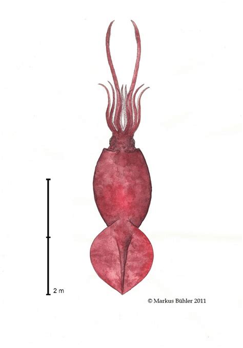 Oftmals irrtümlich als riesenkrake bezeichnet) ist weltweit verbreitet. Koloss Kalmar Bilder - Ausmalbilder und Vorlagen