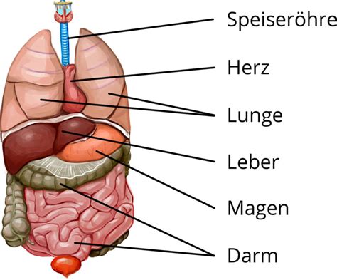 Magenschmerzen und lungen, nieren sowie herz, gehirn und leber. Zusammenwirken der Organe und Gesunderhaltung des Körpers ...