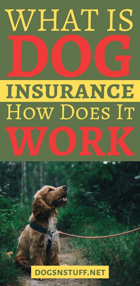 What does pet insurance for dogs cover? How to Find the Best Dog Insurance | Dog insurance, Puppy insurance, Dogs