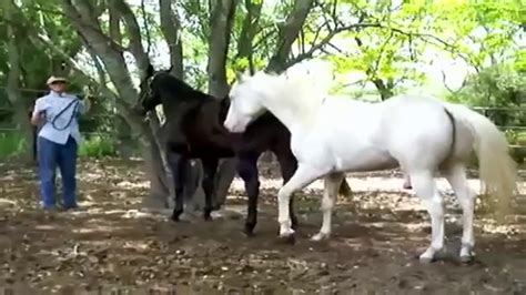Horse Mating In Farm - Funny Animals Mating Compilation - Funny Horses Matings Part 2 - YouTube