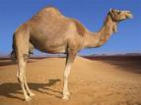 11% of swedish men die from such illnesses, compared to 25% across. Camel Snus? Lord, we must Save the Misguided and bring ...