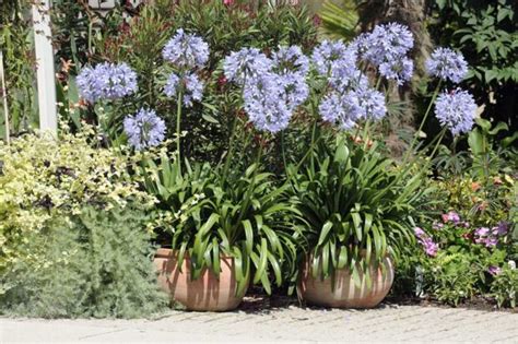 Ebenso missbilligt er zu niedrige temperaturen. Kübelpflanzen: Die besten Arten für Terrasse, Garten & Co ...