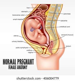The fetus fills the entire uterus. Female Pregnant Anatomy Images, Stock Photos & Vectors ...