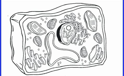 They compare the animal cell to a plant cell and learn how the organelles function within the cell. Biologycorner.com Animal Cell Coloring Key / Plant Cell ...