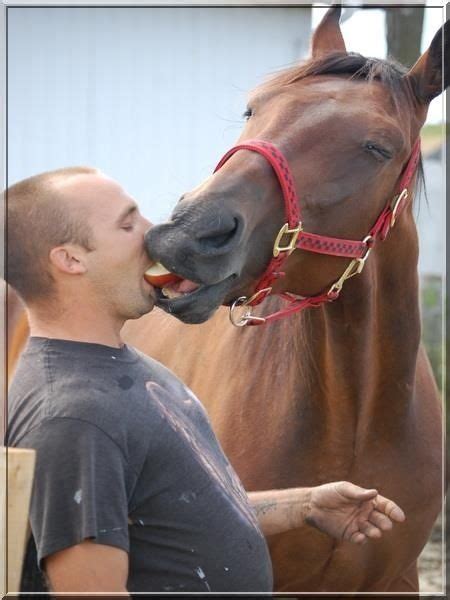 Horse apples have a good flavour when fully ripe. Sharing apple | Horses, Animals