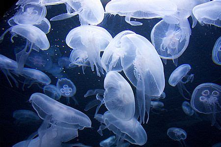 «вечерняя медуза» в телеграме @meduzaevening. meduza | Jellyfish, Ocean creatures, Iphone wallpaper