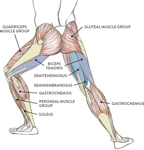 Amazon com female anterior leg muscles labeled educational. Graphite pencil, watercolor wash, and white chalk on toned ...