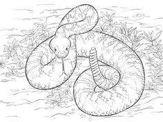 Use these images to quickly print coloring pages. Rattlesnake pattern. Use the printable outline for crafts ...