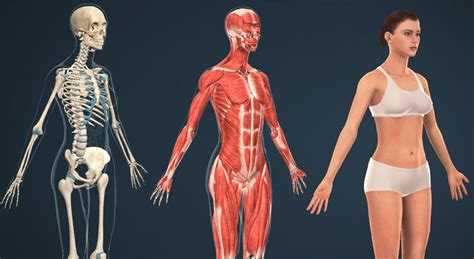 Check spelling or type a new query. Anatomy Of The Body Female - Anatomy Drawing Diagram