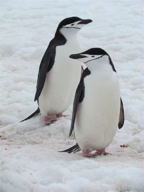 Penguins have to keep high body temperatures to remain active. These Chinstrap penguins can swim as far as 80 km offshore ...