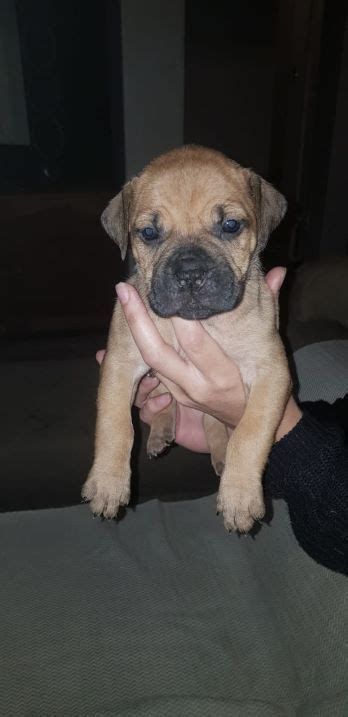 By some reports, the boerboel was brought to south africa by jan van riebeeck, the founder of cape town. Boerboel Puppies in Cape Town (27/05/2019)