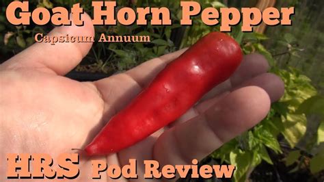 Also known as sweet spanish long. Goat Horn Pepper | Capsicum annuum | Pod Review 2018 - YouTube