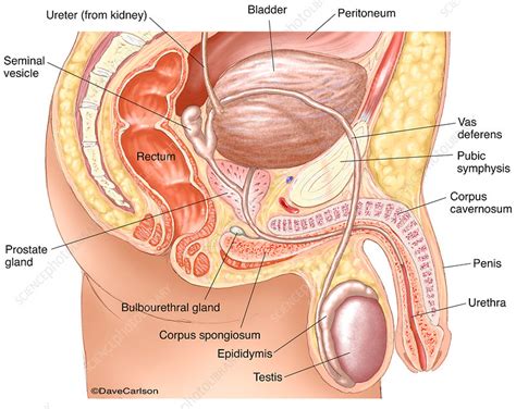 The human cycle would end. Male Reproductive System (labelled), illustration - Stock ...