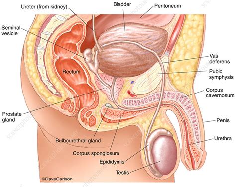 Male anatomy diagram back view. Male Anatomy Diagram Labelled : Male Reproductive System ...