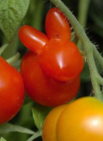 13 extraordinary fruits around the world. Unusual Fruits And Vegetables