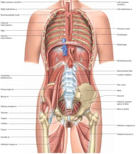 Anatomy of the human body. Visual Survey of the Body - Physiology - AmeriCorps Health
