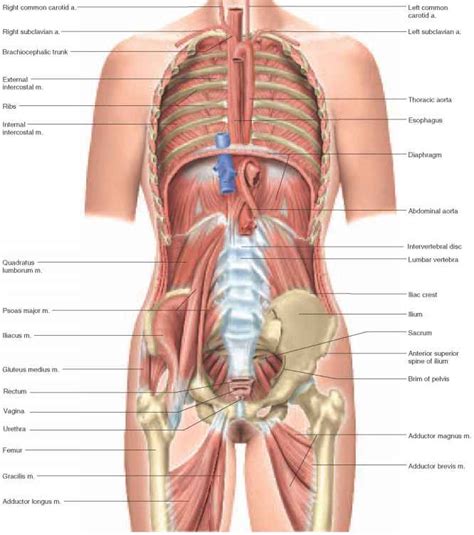 Anatomical diagram showing a back view of muscles in the human body. Visual Survey of the Body - Physiology - AmeriCorps Health