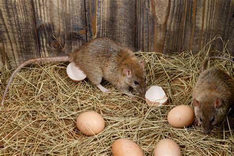 So werden sie die lästigen schädlinge los. 79 Inspirierend Ratten Im Garten Vertreiben | Garten Deko