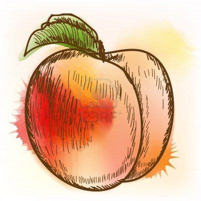 1300 x 1390 jpeg 116 кб. Peach // | Peach paint, Fruits drawing, Watercolor paintings