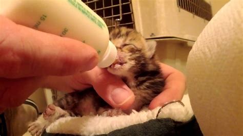 Rescue kitten gets bottle fed while his brother watches with great interest. Bottle Feeding Our One Week Old Foster Kittens - YouTube