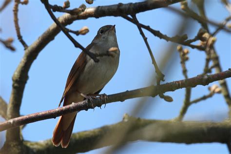 #saltatio mortis #mittelalter #rosen #nachtigall #musik #marcellas #gedankenwelt #spargelhampfsalat mit gummibärchen. Nachtigall Foto & Bild | tiere, wildlife, wild lebende ...