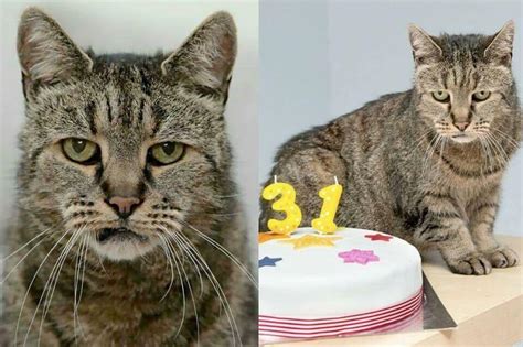 Human life expectancy has changed over the years. Nutmeg, the world's oldest cat, celebrating his 31st ...