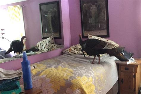 We did not find results for: Look: Police warn public after turkey breaks through ...