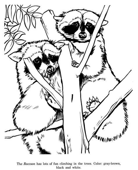 Potos flavus) is a tropical rainforest mammal of the family procyonidae related to olingos, coatis, raccoons, and the ringtail and cacomistle. 10 Best images about Ideas from coloring pages on ...