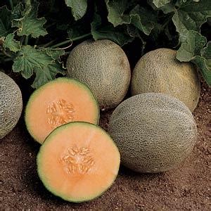 It grows 4 to 4.5 lb round fruit. Ambrosia Melon