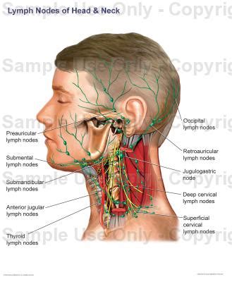 You may also find supraclavicular lymph node, thorax, abdomen, posterior cervical lymph node, dep cervical lymph node, other nodes of head and neck, occipital scalp, ear, back of neck, tongue, trachea, nasopharynx as well. Lymph Nodes of the Head and Neck - Medical Illustration ...