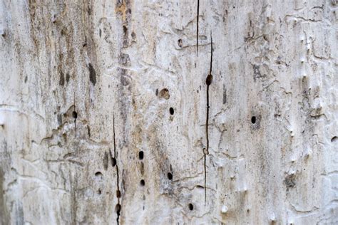 If there really was a flea infestation after a few minutes the lower part of my trousers would be crawling with little black dots: Sure Signs of Termite Infestation | AAI Pest Control