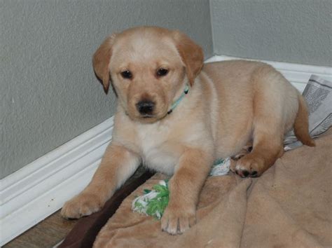 Golden retrievers thrive off training and are very intelligent dogs. This is Bailey an 8 week old Golden Retriever/Labrador ...