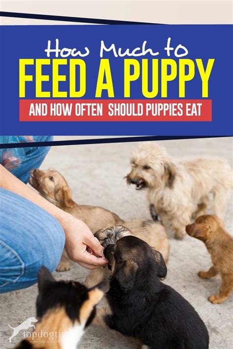 Since puppies that are 8 to 12 weeks old need all kinds of nutrients in their body, they should be fed 3 to 4 times daily. How Much to Feed a Puppy & How Often Should Puppies Eat ...