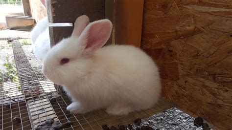 Our breeding focus is calm and friendly personalities, low maintenance, and gentle rabbits. Flemish Giant Rabbits For Sale | Corsicana, TX #276422