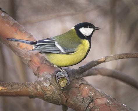 De koolmees (parus major) is een zangvogel uit de familie van echte mezen (paridae). Koolmees - geluid / zang beluisteren.