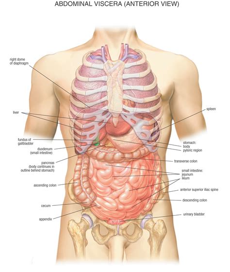 This is an article covering the anatomy, blood supply, innervation and clinical anatomy of the male reproductive system. Male anatomy from the front | Alex O´Loughlin ~ An Intense ...