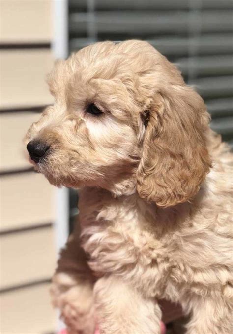 For that weight, you'll be looking at the cross between a golden retriever and a toy poodle (instead of a standard or mini poodle). F2b Mini Goldendoodle Puppies For Sale Near Me