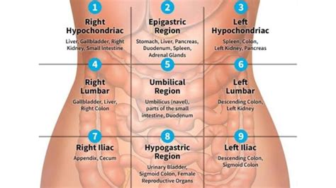 The more detailed regional approach subdivides the cavity with one horizontal line immediately inferior to the ribs and one immediately superior to the pelvis, and two vertical lines drawn as if dropped. QUADRANTS AND REGIONS OF ABDOMEN || NURSING KNOWLEDGE ...