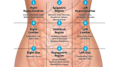 Diagram of the 4 quadrants of the abdomen. QUADRANTS AND REGIONS OF ABDOMEN || NURSING KNOWLEDGE ...