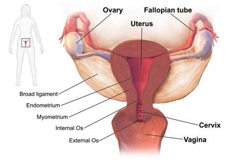 Biasanya menstruasi dialami oleh perempuan untuk pertama kalinya di usia 12 tahun dan ada. Mengenai Kitaran Haid dan Cara Pengiraannya - ERATUKU