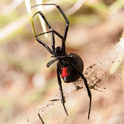 Not only do we animal work, we also do a vast amount of extermination work to help control and remove your insect problems, such as roaches, ants, bedbugs, spiders, centipedes, bees and any and all of your. The Spiders Invading Hendersonville Homes This Summer