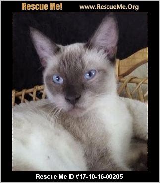 Home→cat breeds→siamese→flame point siamese cat. Arizona Siamese Rescue ― ADOPTIONS ― RescueMe.Org