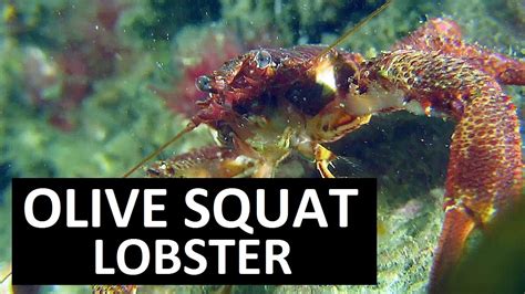 Maybe you would like to learn more about one of these? HIDDEN SEA CREATURES/ OLIVE SQUAT LOBSTER - YouTube