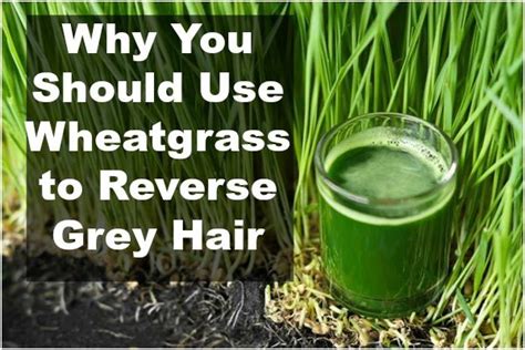 There are many hair tonics purported to reverse grey hair. Why You Should Use Wheatgrass to Reverse Grey Hair ...