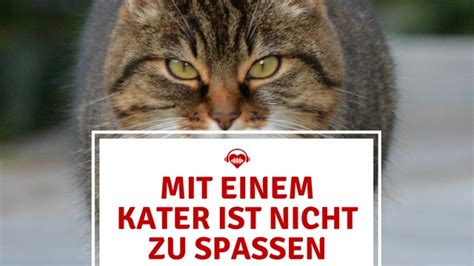 Sie können die kübel gezielt an bestimmten stellen auf ihrem grundstück platzieren, um die tiere fernzuhalten. Tipps gegen Kater - was hilft wirklich? - festival-lover.de