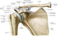 Each atlas is available in softcover. Schulter (Anatomie) - eRef, Thieme