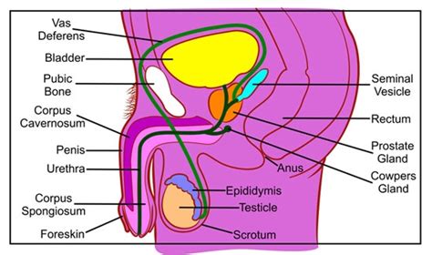 Male anatomy model for reference. Male Anatomy | Get the Facts